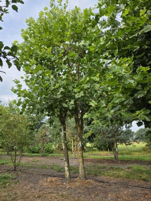 Afbeelding Plataan 2 stam als dakvorm - Platanus x Hispanica