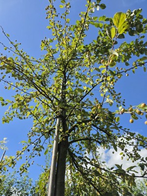 Afbeelding sierappel floribunda - Malus floribunda