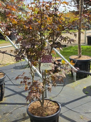 Afbeelding Japanse esdoorn - Acer palmatum 'Bloodgood'