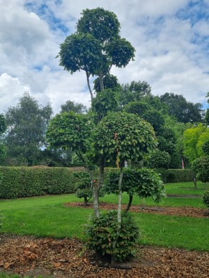 Afbeelding Haagbeuk - Carpinus betulus