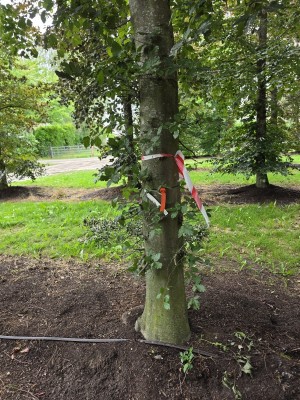 Afbeelding Rode of bruine beuk - Fagus sylvatica 'Atropunicea'