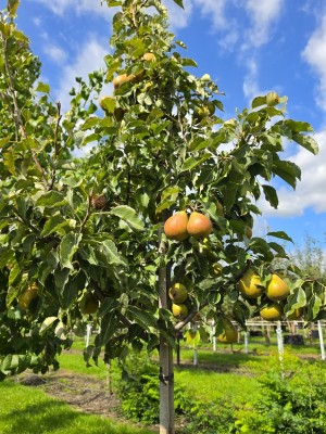 Afbeelding Peer 'Gieser Wildeman' - Pyrus c. 'Gieser Wildeman'