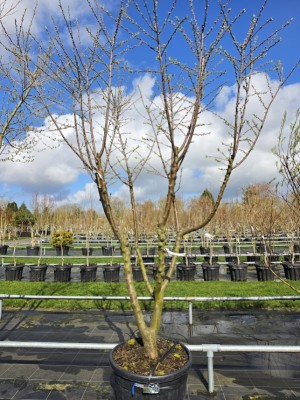 Afbeelding Reine Claude Verte groene pruim - Prunus domestica Reine Claude 'Verte'