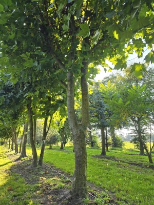 Afbeelding Plataan - Platanus x Hispanica