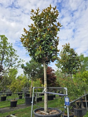 Afbeelding Magnolia grandiflora 'Galissonnière' - Magnolia grandiflora 'Galissonnière'