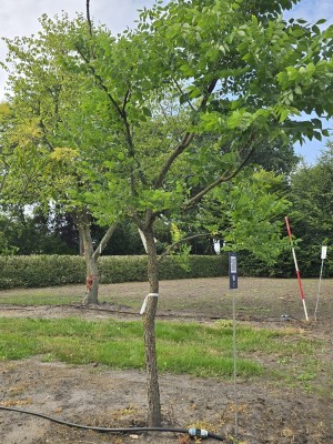 Afbeelding Doodsbeenderenboom - Gymnocladus dioica