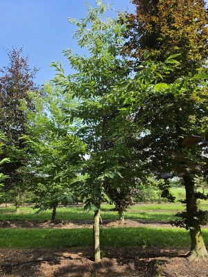 Afbeelding Edelkastanie - Castanea Sativa