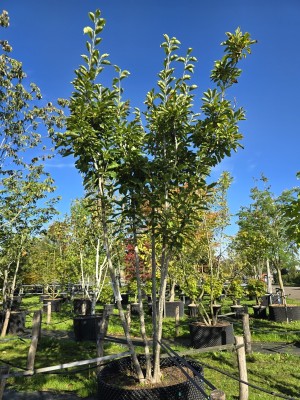 Afbeelding Magnolia - Magnolia 'Soulangeana'