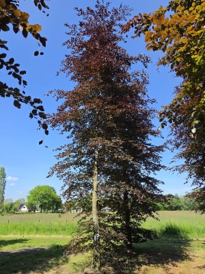 Afbeelding Rode beuk - Fagus sylvatica 'Atropunicea'