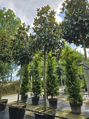 Afbeelding Magnolia grandiflora 'Galissonnière' - Magnolia grandiflora 'Galissonnière'