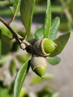 Afbeelding Steeneik hoogstam groenblijvende boom - Quercus ilex