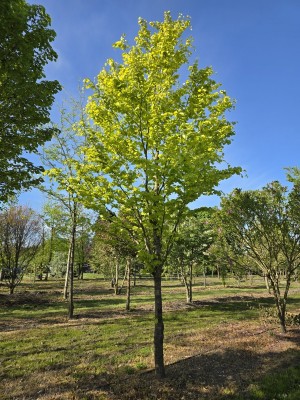 Afbeelding Beuk - Fagus sylvatica 'Zlatia'