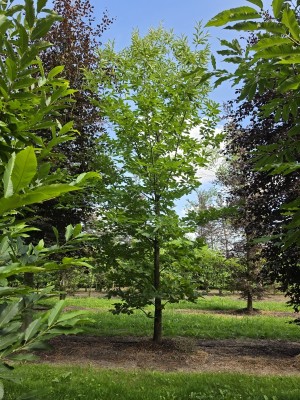 Afbeelding Tamme kastanje struikvorm - Castanea Sativa
