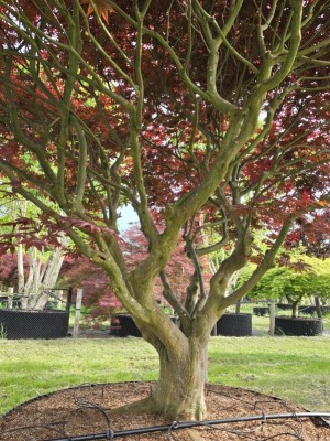 Afbeelding Japanse esdoorn - Acer palmatum 'Sumi-Nagashi'