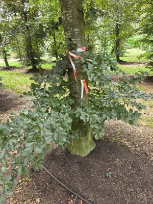 Afbeelding Rode beuk - Fagus sylvatica 'Atropunicea'