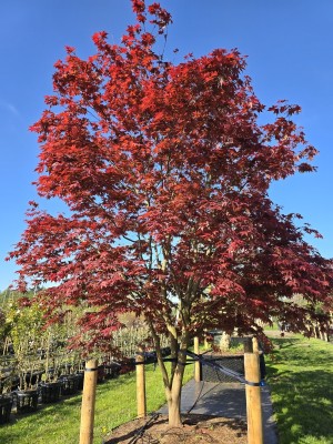 Afbeelding Japanse esdoorn - Acer palmatum 'Atropurpureum'