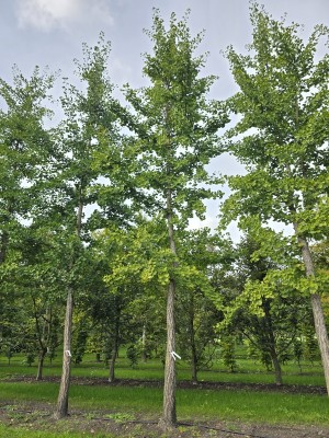 Afbeelding Gingko biloba oder Tempelbaum - Ginkgo biloba