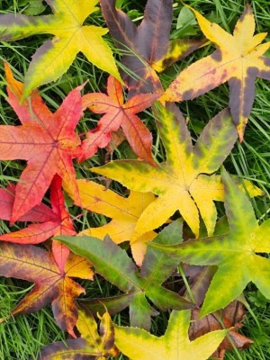 Afbeelding Amberboom - Liquidambar styraciflua 'Palo Alto'
