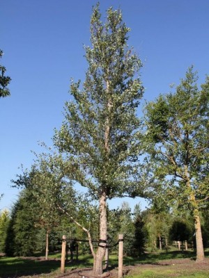 Afbeelding Zwarte berk - Betula nigra
