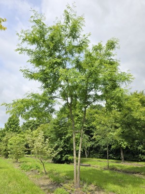Afbeelding Falscher Christusdorn - Gleditsia triacanthos ‘Inermis'
