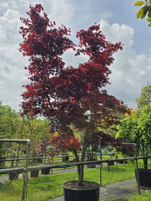 Afbeelding Rode Japanse Esdoorn - Acer palmatum 'Bloodgood'