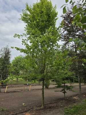 Afbeelding Zuilvormige haagbeuken op stam - Carpinus betulus 'Frans Fontaine'   (Fastigiata)