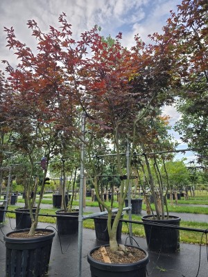 Afbeelding Japanischer Ahorn - Acer palmatum 'Bloodgood'