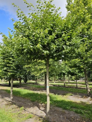 Afbeelding Haagbeuk als parasolboompje - Carpinus betulus