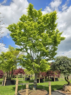 Afbeelding Japanischer Ahorn 'Osakazuki - Acer palmatum