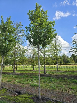 Afbeelding Amerikaanse esdoorn - Acer rubrum 'Summer Red'