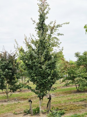 Afbeelding Persisches Eisenholz - Parrotia persica 'Vanessa'
