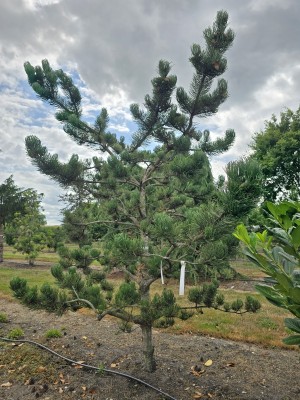 Afbeelding Dwergvorm Oostenrijkse den - Pinus nigra Oregon Green