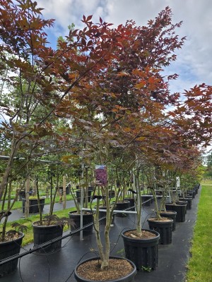 Afbeelding Japanse Esdoorn - Acer palmatum 'Bloodgood'