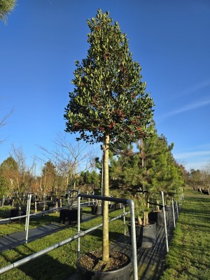 Afbeelding Amerikaanse Hulst , hoogstam - Ilex 'Nellie R. Stevens'