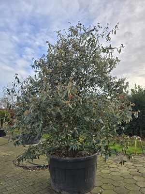 Afbeelding Schneeball - Viburnum 'Pragense'