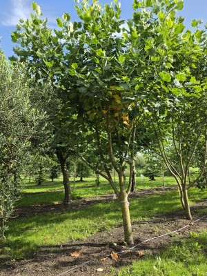 Afbeelding Gelb panaschierter Tulpenbaum - Liriodendron tulipifera 'Aureomarginatum'