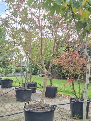 Afbeelding Zevenzonenboom - Heptacodium miconioides