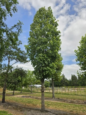 Afbeelding Rode Esdoorn - Acer rubrum 'Scanlon'