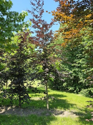 Afbeelding Rode beuk met dieprood blad - Fagus sylvatica 'Riversii'
