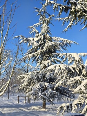 Afbeelding Libanonceder - Cedrus libani