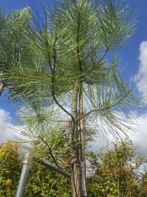 Afbeelding Zeeden hoogstam - Pinus Pinaster