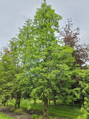 Afbeelding Chinesische Sumpfzypresse - Metasequoia glyptostroboides