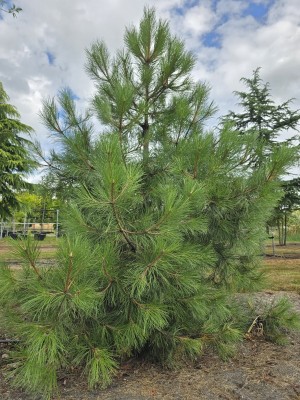 Afbeelding Oostenrijkse Den - Pinus nigra 'Nigra'