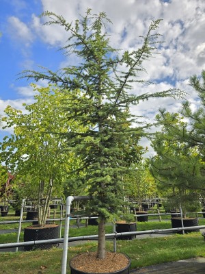 Afbeelding Libanonceder - Cedrus libani