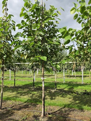 Afbeelding rood/zwarte moerbei vruchtboom - Morus illinois 'Everbearing'