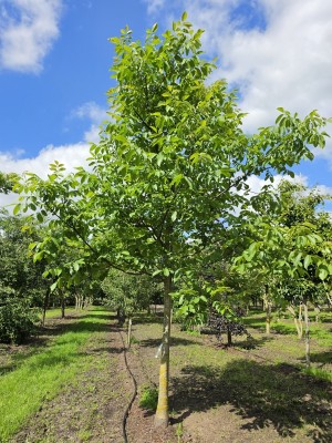 Afbeelding Walnoot - Juglans regia