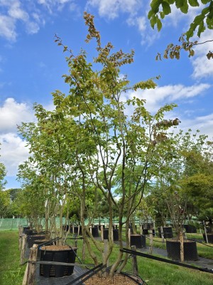 Afbeelding Persisches Eisenholz - Parrotia persica
