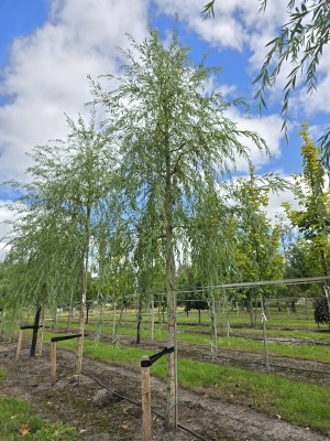 Afbeelding Trauerweide - Salix x sepulcralis 'Chrysocoma'