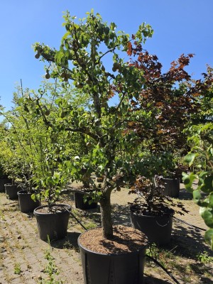Afbeelding Birne Solitär - Pyrus c. 'Conference'