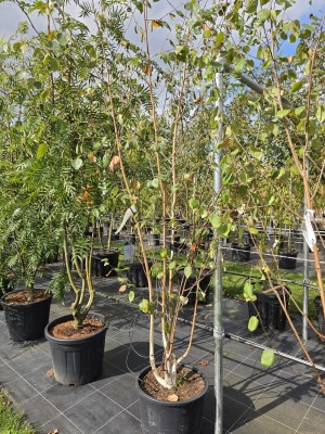 Afbeelding Himalayaberk - Betula utilis 'Doorenbos'